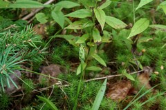 Spiranthes casei novaescotiae