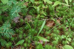 Spiranthes casei novaescotiae