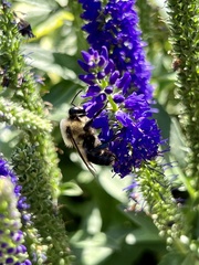 Bombus