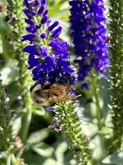 Bombus