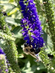 Bombus