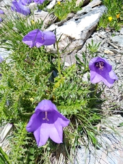 Campanula alpestris