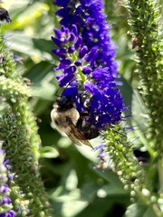 Bombus