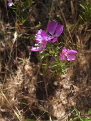 Clarkia biloba