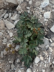 Cymopterus purpureus