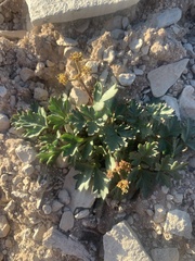Cymopterus purpureus