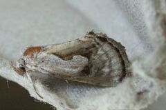 Chrysanympha formosa