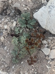 Cymopterus purpureus