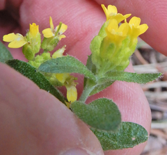 Draba helleriana
