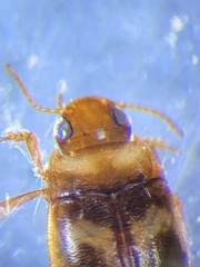 Neoclypeodytes