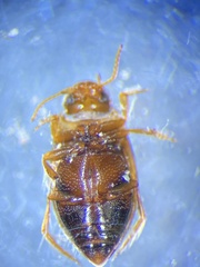 Neoclypeodytes