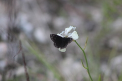 Pholisora