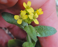 Draba helleriana