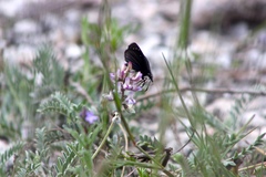 Pholisora