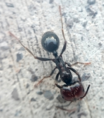 Messor barbarus