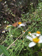 Euphyes dukesi calhouni