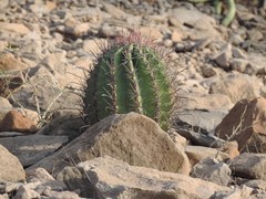 Ferocactus peninsulae