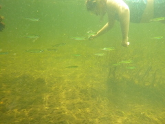 Atherinomorus stipes