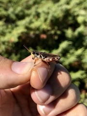 Melanoplus fasciatus