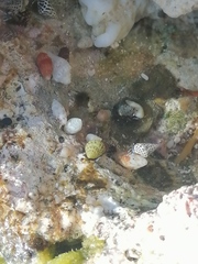 Clibanarius tricolor