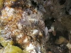 Clibanarius tricolor