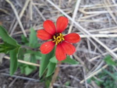 Zinnia peruviana