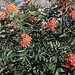 California Mountain Ash - Photo (c) 1971 Dean Wm. Taylor, some rights reserved (CC BY-NC-SA)
