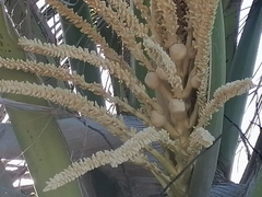 Cocos nucifera