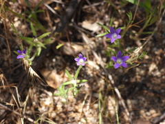 Githopsis specularioides