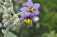 Solanum stipulaceum