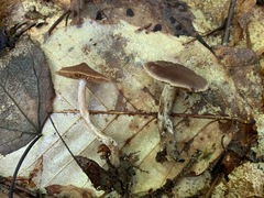 Cortinarius comptulus