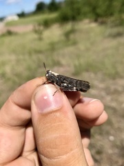 Arphia pseudonietana