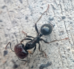 Messor barbarus