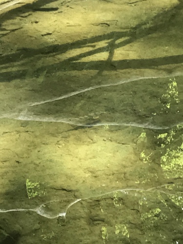 Hypentelium nigricans