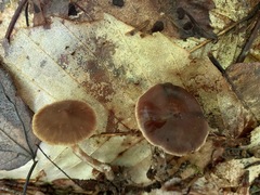 Cortinarius comptulus