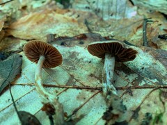 Cortinarius comptulus