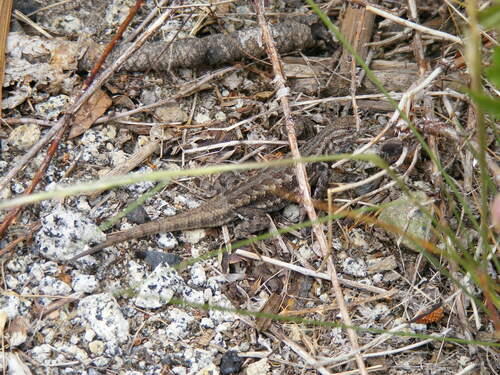iNaturalist observation photo of Common Sagebrush Lizard