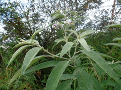 Solanum stipulaceum