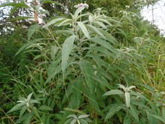 Solanum stipulaceum