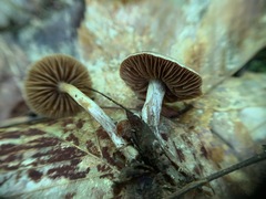 Cortinarius comptulus