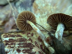 Cortinarius comptulus