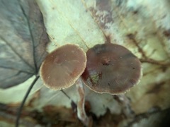 Cortinarius comptulus