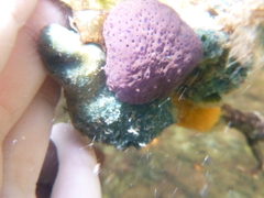 Eudistoma