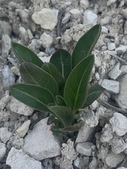 Oenothera howardii