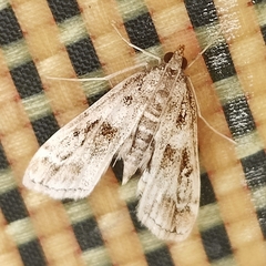 Parapoynx obscuralis