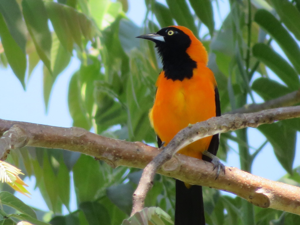 Orange-backed Troupial (Icterus croconotus) · iNaturalist