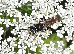 Aphilanthops frigidus