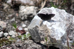 Pholisora