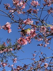 Zosterops lateralis lateralis