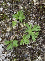 Anemonastrum sibiricum